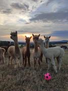 Ferienwohnung AlpakasvomWeissenstein