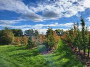 Top Sint-Truiden Top Sint-Truiden