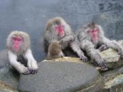 Shiga Kogen Olympic Hotel