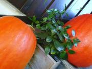 Top Luftkurort Lückendorf