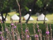 Iluka Retreat Glamping Village & Group Lodge Accommodation