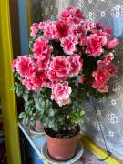 Top Bacău Top Bacău