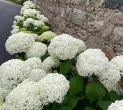 New build eco house in walled garden, Rostrevor