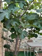 Top Montemayor de Pililla Top Montemayor de Pililla