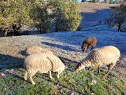 Relais de la poste ch Rose