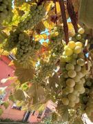 Emese Central Vintage Apartment