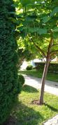 Top Sozopol