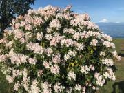 Top Frutillar Top Frutillar