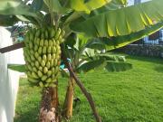 Top San Juan de la Rambla