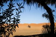 Dune House