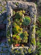 Top Canas de Senhorim