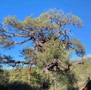 Top Idyllwild