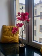 Top Łódź Top Łódź