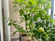 Vinhomes Grandpark nhà DU’s Happy