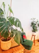 Top Jedlina-Zdrój Top Jedlina-Zdrój