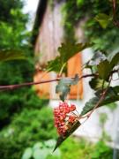 Top Kalnik Top Kalnik