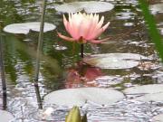 Ferienwohnung Seerose