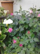 Top Riccò del Golfo di Spezia