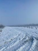 Top Ingelheim am Rhein