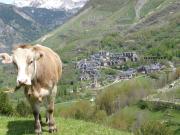 Top Taull