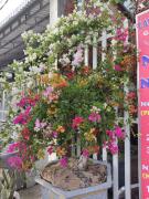 Nhà Nghỉ Vườn Oải Hương LAVENDER GARDEN GUEST HOUSE