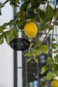 LEMON SUITES APARTMENTS