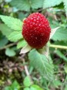 Glamping Villa del Bosque