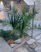 Apartments KUS Ugljan Apartments KUS Ugljan