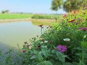 Top Suphanburi