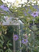 Top Leerdam Top Leerdam