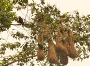 Cabin at Los Titos Coffee Farm Cabin at Los Titos Coffee Farm