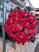 Apartments Jopa Apartments Jopa