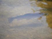 Top Lacroix-sur-Meuse