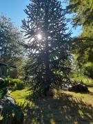 Top Ñilque Top Ñilque