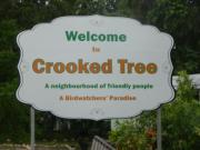 Top Crooked Tree