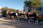 Top Langebaan