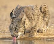 Top Santa Cruz de Mudela