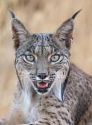 Top Santa Cruz de Mudela