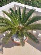 Top Trogir