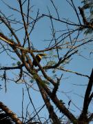 Top Bijagua Top Bijagua