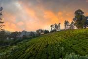 Top Kotagiri