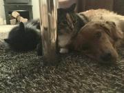 Pauls Barn in France