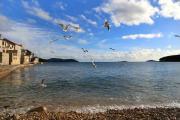 Apartments by the sea Prvic Luka, Prvic - 21276