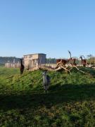 Tiny House Alpakablick - inklusive gratis Alpaka Meet & Greet