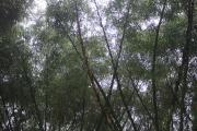 Top Wayanad