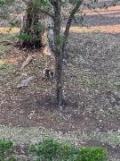 Tranquil Escape - Koala Hotspot - 2 Bed 2 Bath Apt Spectacular Sea Views