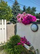 Apartment in Siofok - Balaton 48116