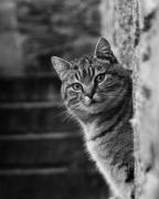 La Petite Bérais La Petite Bérais