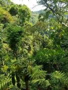 Top Bukit Lawang Top Bukit Lawang
