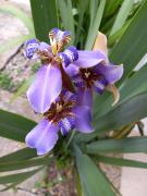 Itaúna saquarema beach house